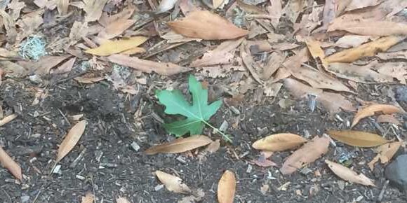Green Leaf Among Brown Ones at Trail Edge