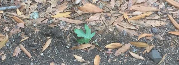 Green Leaf Among Brown Ones at Trail Edge