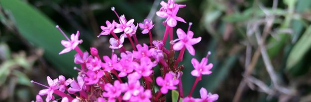 IMG_0237