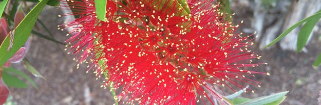 IMG_1207