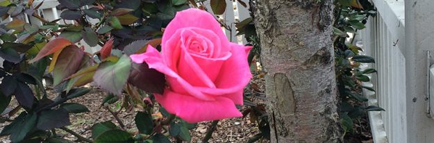 IMG_0262 A picture of a pink rose accompanies my blog post answering, "What If Prior Therapy Failed?"