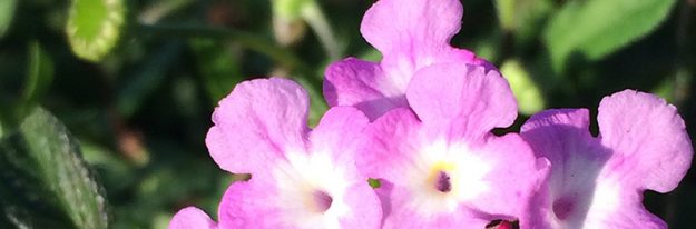 IMG_0289