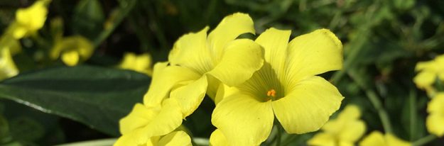 IMG_0300