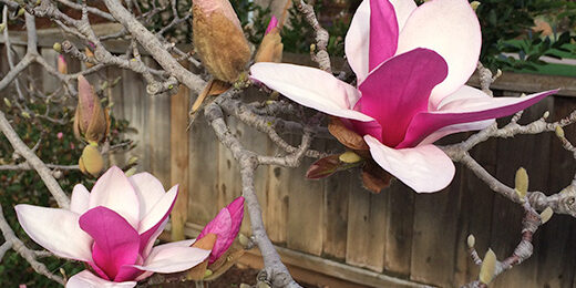 Spring-Magnolias