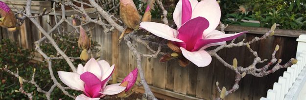 Spring-Magnolias
