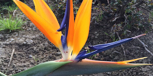 bird-of-paradise-790×260