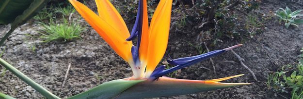 bird-of-paradise-790×260