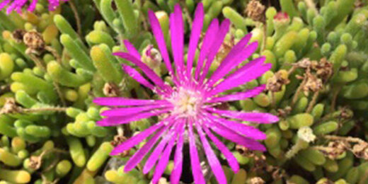 purple-flowers-790×260