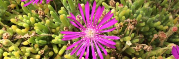 purple-flowers-790×260