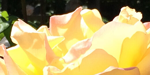 rose-in-sun-790×260
