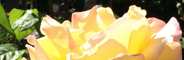 rose-in-sun-790×260