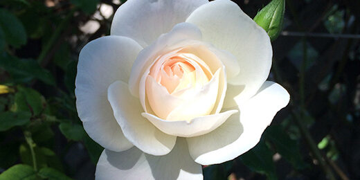 white-rose-790×260