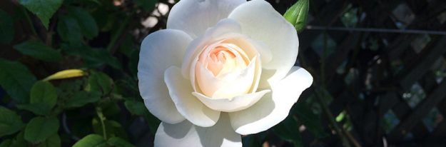 white-rose-790×260