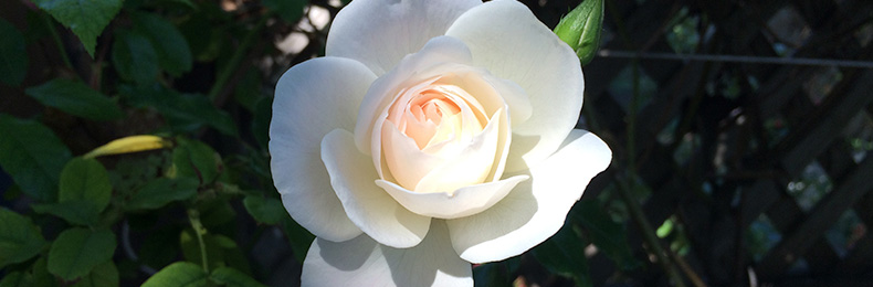 white-rose-790×260
