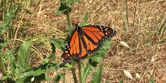 Monarch Center Brown Grass Background Yellow Dandelion Left of Center