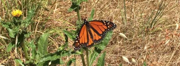 Monarch Center Brown Grass Background Yellow Dandelion Left of Center A picture of a monarch on weed accompanies my blog post titled "Saying "Thank You" in a Relationship"