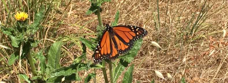 Monarch Center Brown Grass Background Yellow Dandelion Left of Center A picture of a monarch on weed accompanies my blog post titled "Saying "Thank You" in a Relationship"