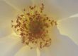 A closeup picture of a backlit white rose accompanies my blog post titled, "Relationship Therapy Works: When and Why"
