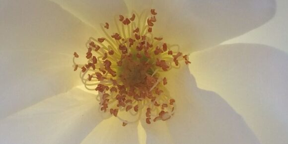 Backlit White Rose