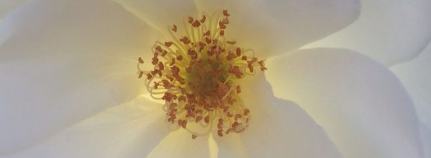 Backlit White Rose A closeup picture of a backlit white rose accompanies my blog post titled, "Relationship Therapy Works: When and Why"