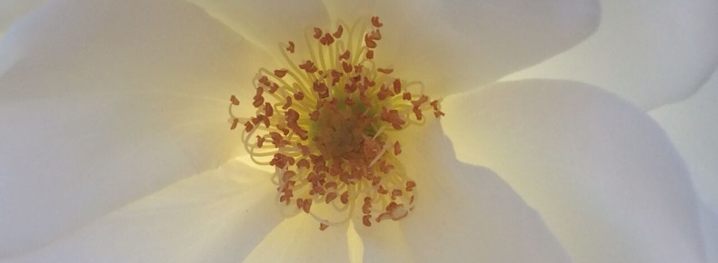 A closeup picture of a backlit white rose accompanies my blog post titled, "Relationship Therapy Works: When and Why"