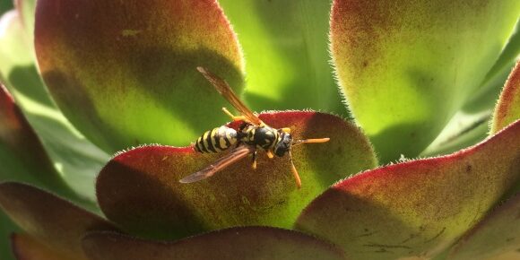 Wasp on Succulent