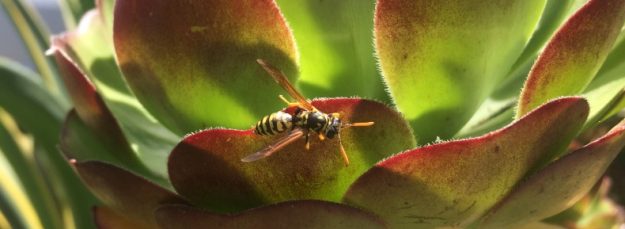 Wasp on Succulent