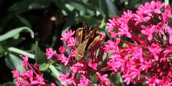 Moth on Pink Flowers Moth on Pink Flowers