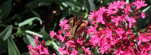 Moth on Pink Flowers Moth on Pink Flowers