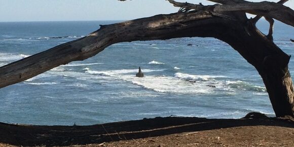Naval Marker Viewed Through Cypress