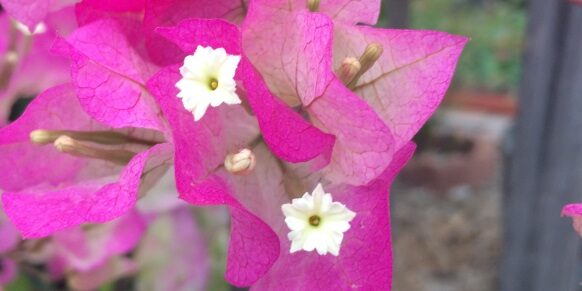 Small White Flowers Surrounded by Fuchsia Petals Small White Flowers Surrounded by Fuchsia Petals