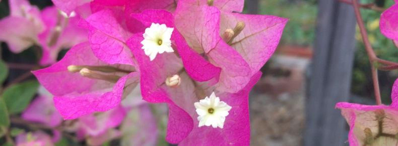 Small White Flowers Surrounded by Fuchsia Petals Small White Flowers Surrounded by Fuchsia Petals