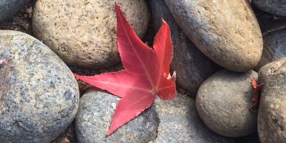 Japanese Maple Leaf Among River Stones A Lone Red Japanese Maple Leaf Among Gray and Blue Rounded River Stones