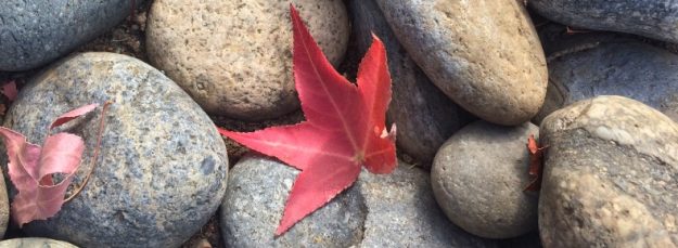 Japanese Maple Leaf Among River Stones A Lone Red Japanese Maple Leaf Among Gray and Blue Rounded River Stones