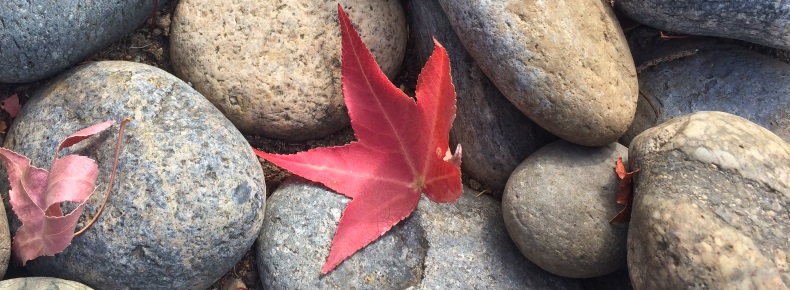 Japanese Maple Leaf Among River Stones A Lone Red Japanese Maple Leaf Among Gray and Blue Rounded River Stones