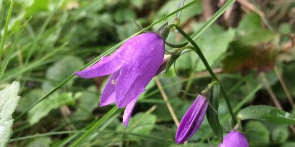 Purple Flower Bell After Rainfall A purple Flower Bell After Rainfall