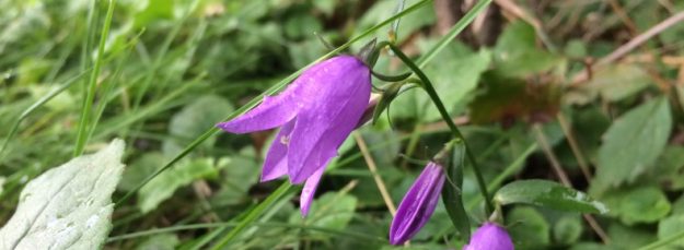 Purple Flower Bell After Rainfall A purple Flower Bell After Rainfall