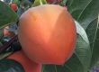 Persimmon in the Fall