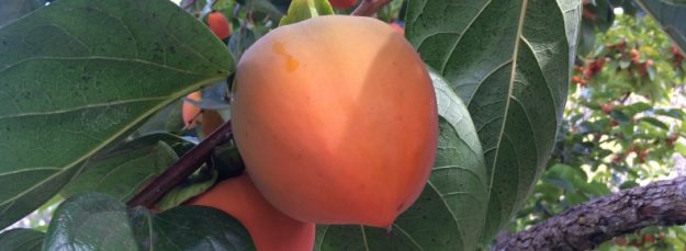 Persimmon in the Fall Persimmon in the Fall