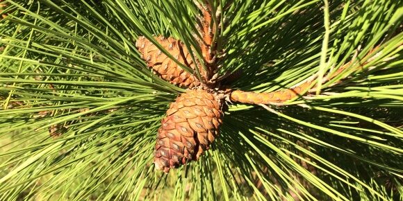 Pine Cone in Fall Sunset