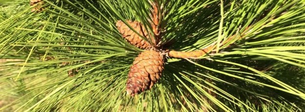A picture of pine cones on a tree accompanies my blog post about 8 ways to avoid holiday arguments and keep the peace.