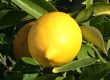 A Lemon on the Tree in Morning Light