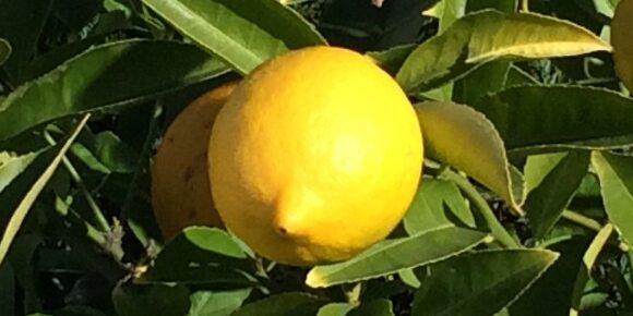 Lemon in Morning Light A Lemon on the Tree in Morning Light