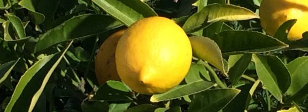 A Lemon on the Tree in Morning Light