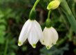 White spring snowflake flowers accompany my blog post titled, "Why he watches porn instead of having sex"