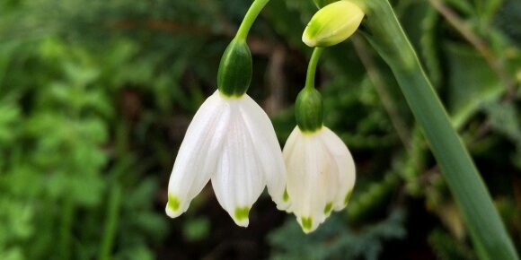 White Flower Bell with Green Dots on the Petals