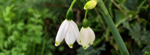 White Flower Bell with Green Dots on the Petals White spring snowflake flowers accompany my blog post titled, "Why he watches porn instead of having sex"