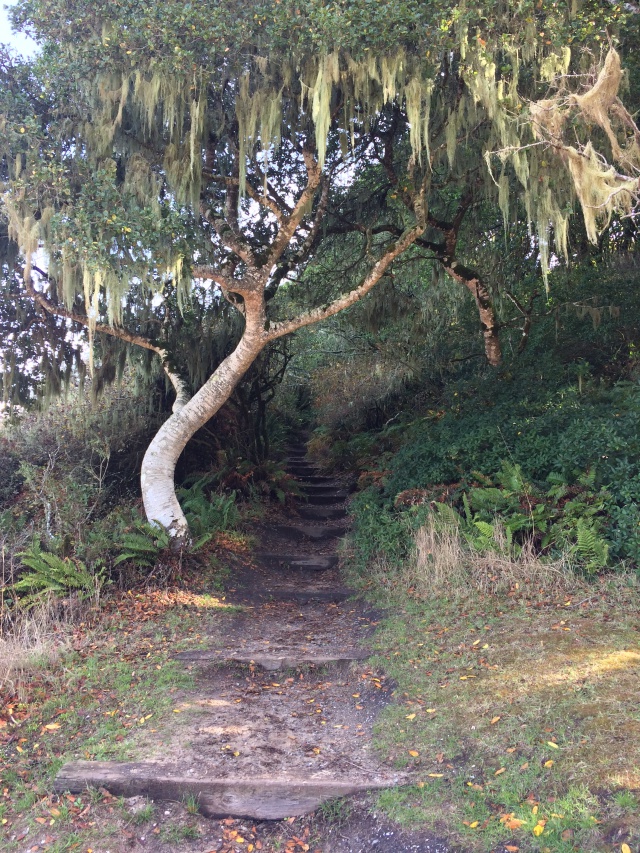 Tree bent over stepped path