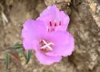 A picture of a pink clarkia accompanies my blog post about Couples Coping with COVID-19