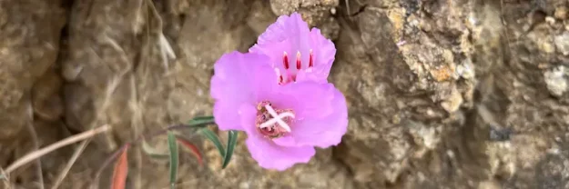 IMG_1895 Compressed A picture of a pink clarkia accompanies my blog post about Couples Coping with COVID-19